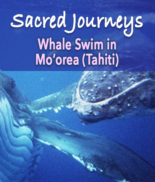 Whale Sacred Journey no additional text