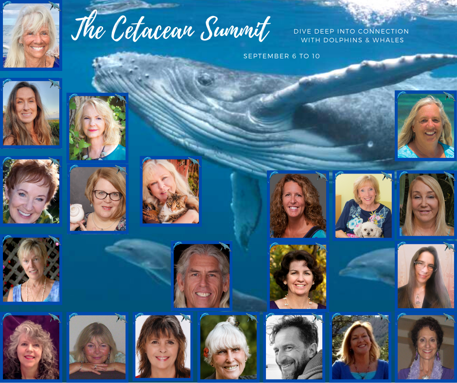 cetacean summit