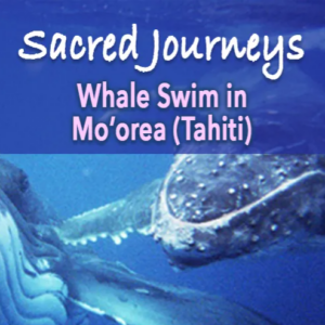 Whale Sacred Journey Week 1 1 Edited